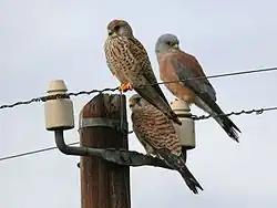 Rötelfalke (Männchen und zwei Weibchen)