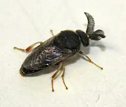 Männchen