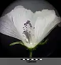 Geöffnete Blüte mit Staubfadenröhre