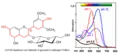 VIS-Spektren von Malvidin-3-glucosid bei verschiedenen pH-Werten