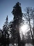Naturgeschützter Mammutbaum
