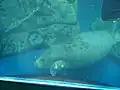 (Trichechidae) Manati