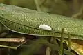 Detailaufnahme von einem Oberflügel eines Männchens
