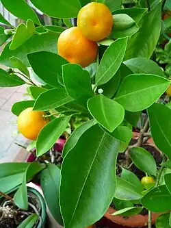 Mandarine
