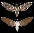 Manduca dalica