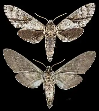 Manduca jasminearum