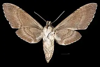 Manduca lanuginosa ♀ △