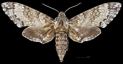 Manduca rustica calapagensis, ♀ Dorsalansicht