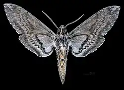 ♀ △