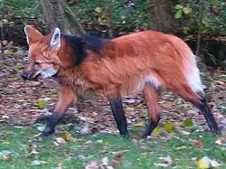 Der Mähnenwolf ist hauptsächlich durch den Verlust seines Lebensraums potenziell gefährdet