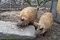 Mangalica-Schwein, Nutztier des Jahres 2026