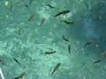 Fische in der Mangrove