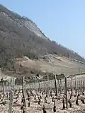 Rebflächen in der Gemeinde