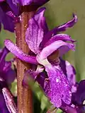 Manns-Knabenkraut (Orchis mascula)