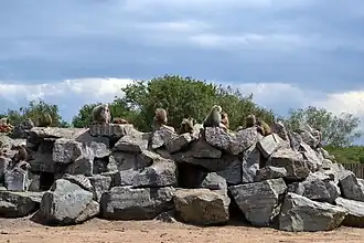 Mantelpaviananlage