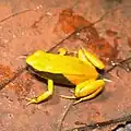 Mantella crocea