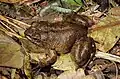 Mantidactylus guttulatus
