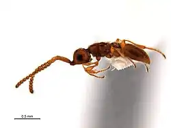 Maoripria earlyi