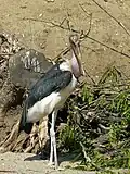 Marabu (2009)
