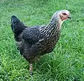 Marans-Junghenne, Blau Silber