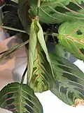 M. l. erythroneura, eingerolltes Blatt
