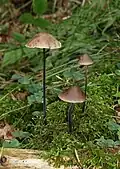 Saitenstieliger Knoblauchschwindling Mycetinis alliaceus