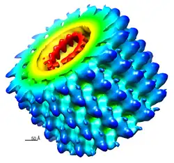 Abb. 3: Modell des Marburg-Virus. Maßstab 5&nbsp;nm