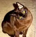 Burma-Katze mit Grundfarbe schwarz und dem Allel cb