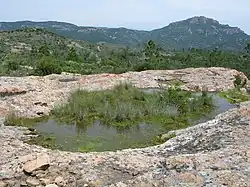 Teich