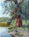 Alte Weide am Fluss