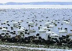 Überwinterungsgebiet Mariagerfjord