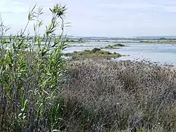Marismas San Miguel