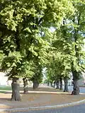 Markt mit Allee