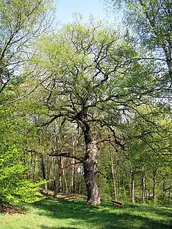 Marktbergeiche