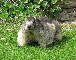 Alpenmurmeltier