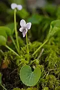 Sumpf-Veilchen (Viola palustris)