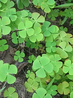 Marsilea crenata