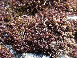 Marsupella profunda