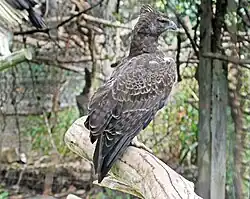 Kampfadler (Polemaetus bellicosus)