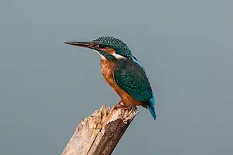 Eisvogel, Symbol des Parks