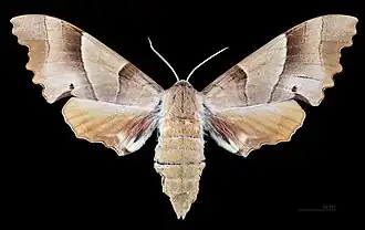 ♀