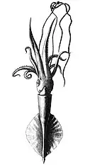 Mastigoteuthis atlantica