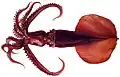 Mastigoteuthis magna