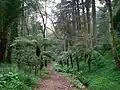 In der Mata Nacional