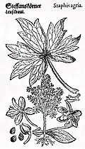 Mattioli / Handsch / Camerarius 1586