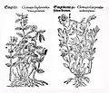 Mattioli / Handsch / Camerarius 1586