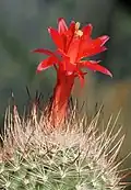 Matucana haynei subsp. hystrix