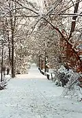 Maudacher Bruch im Winter