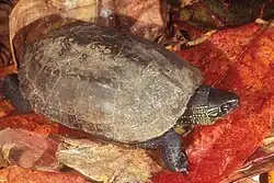 Chinesische Dreikielschildkröte in Baucau