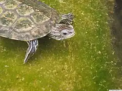Westkaspische Schildkröte
